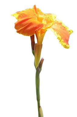 Beyaz arka planda izole edilmiş, kırpma yolu olan turuncu çiçek. 