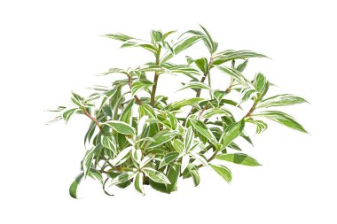 Değişik Spiral Ginger, hem içeride hem de dışarıda kullanılacak bir bitki..