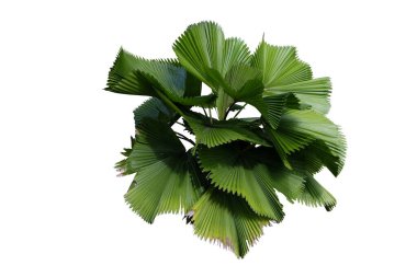 Palas Payung (Licuala grandis) beyaz arka planda izole edildi. kırpma yolu ile