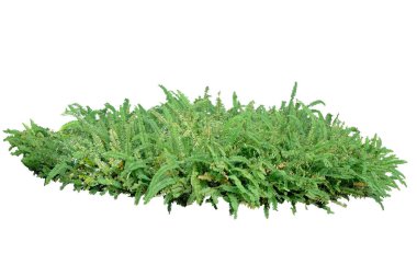 Tuber kılıç eğreltiotu kesme yolu ile beyaz arka planda izole edildi. Tropikal yeşil bitki ağacı