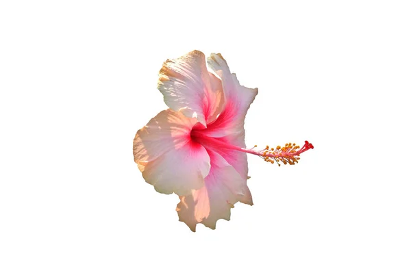 Pink Hibiscus flower is blooming isolated on white background.With clipping path