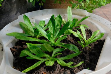 Culantro (Apiaceae). Culantro sebzesi geride bitki bırakır. Sawtooth coriande