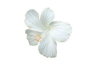 Beyaz Hibiscus çiçeği veya Çin gülü (Hibiscus rosa sinensis linn. 