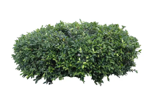 Kırpma yolu ile beyaz arkaplanda izole edilmiş çalılık. Ficus annulata ya da Banyan ağacı. Taze dallar.