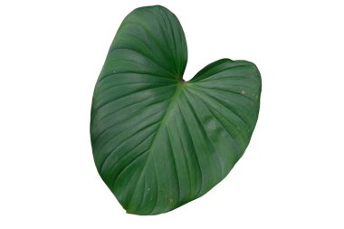 Beyaz arkaplanda yaprak homalomena rubescens izole edilmiş, kırpma Pat içerir