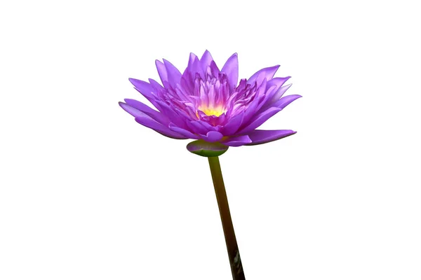 Purple lotus flower isolated with clipping pat