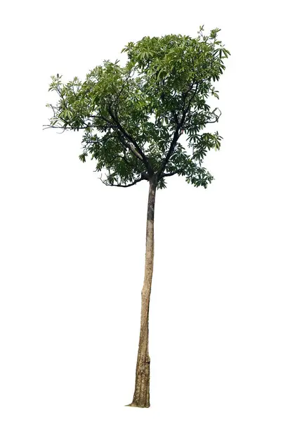 Cerbera Odollam Árvore Isolada Sobre Fundo Branco Com Clipping Pat — Fotografia de Stock