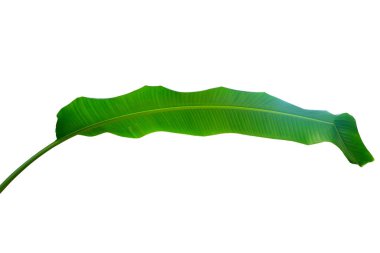 Beyaz arkaplanda izole edilmiş muz yaprağı, kırpma yolu ile