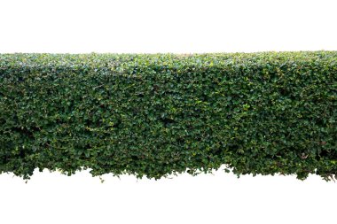 Siyam kaba çalısı, diş fırçası ağacı, kesme yolu olan beyaz arka planda izole edilmiş. .