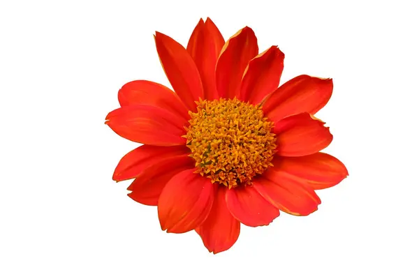 Red Sunflower Mexican Sunflower Isolated White Background Clipping Path — Stock Photo, Image