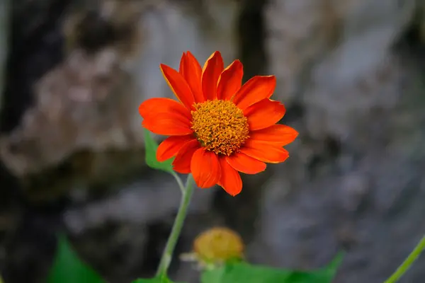 Red sunflower or Mexican sunflower and green leaves, Close u