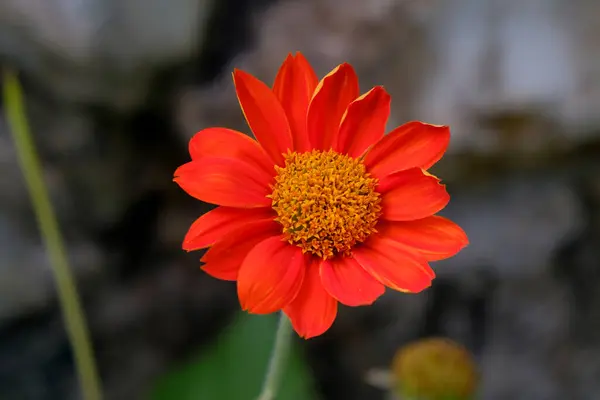 Red sunflower or Mexican sunflower and green leaves, Close u