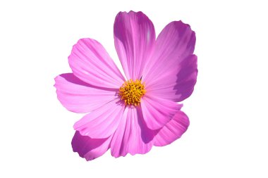 Pembe Kozmos çiçeği beyaz arka planda izole edilmiş. Kırpma yolu olan çiçeklenme fabrikası