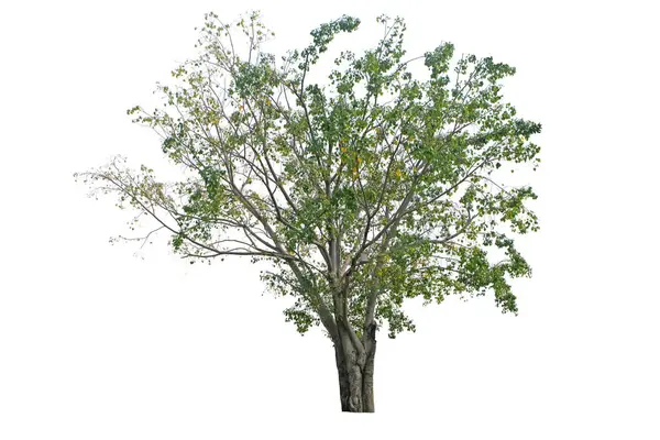 Grande Bodhi Tree Pipal Tree Peepul Tree Sacred Tree Sacred — Fotografia de Stock
