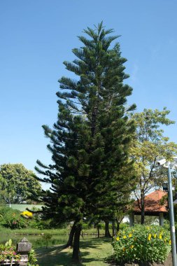 Conifers, Araucaria ağacı, mavi gökyüzü arka planda Şili çam ağacı