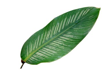 Calathea ornata yaprakları beyaz arka planda kırpma yolu ile yalıtılmış. Tropik tasarım kavramı