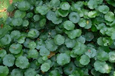 Taze yeşil centella asiatica yaprakları. Yeşil yapraklar arka plan.