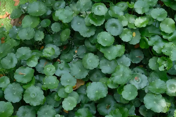 Taze yeşil centella asiatica yaprakları. Yeşil yapraklar arka plan.