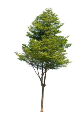 Beyaz arka planda izole Terminalia fildişi ağacı