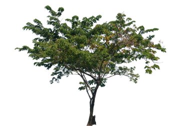 Pterocarpus macrocarpus trees (Burma padauk)  isolated on white backgroun clipart