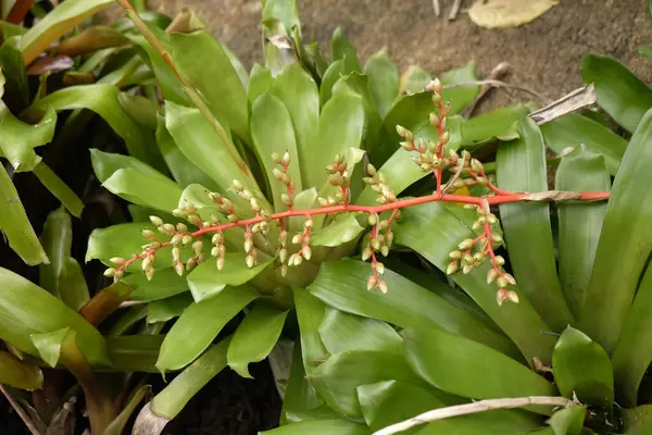 Bromeliad planının renkli çiçekleri