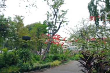 Russelia equisetiformis Schlecht flower,Fountainbush; Firecracker plant; Coral plant; Coralblow Fountain plant, Red flower.Small red flowers bloom in the garden clipart