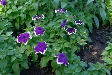 Bahçede beyaz kenarı olan mor petunya çiçeği, bahçe dekorasyonu için renkli taç yaprakları olan doğal çiçek..