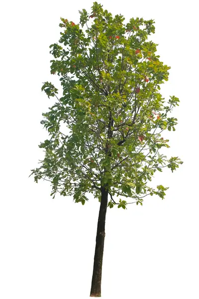 Árvore Carvalho Patana Careya Arborea Roxb Isolada Sobre Fundo Branco — Fotografia de Stock
