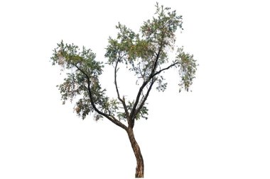  Beyaz arkaplanda izole edilmiş şişe fırçası ağacı, kırpma yolu ile