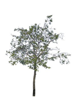  Beyaz Meranti, Shorea roxburghii G.Don, (Dipterocarpaceae) çiçek çiçeği. Payorm Thai 'nin adı beyaz arka planda izole edildi.