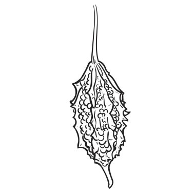 Acı kabağın çizgi çizimi. Elementler gruplandırılır. E10 içerir.