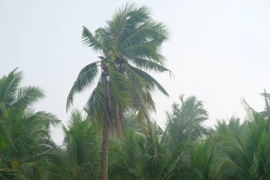  Muso sırasında şiddetli yağmur altında hindistan cevizi koruluğu