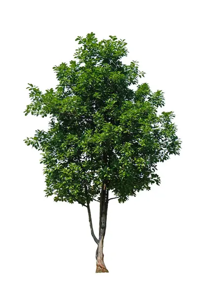 Bengala Figueira Ficus Altissima Blume Árvore Isolado Fundo Branco Com — Fotografia de Stock