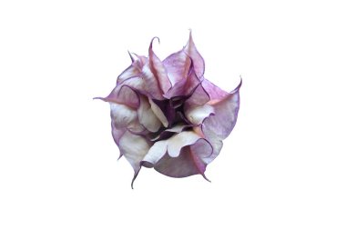 Purple or black fragrant trumpet-shaped Rare Datura( Datura metel 'Fastuosa') flower blooming.isolated on white background with clipping path. clipart