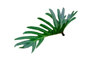 Philodendron Xanadu 'nun tek yaprağı kırpma yolu ile beyaz zemin üzerinde izole edilmiş, tasarım veya dekorasyon reklam ürünü, tropikal bitki, düzlük