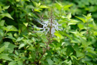 Cat's whiskers (Orthosiphon aristatus) white flowers and buds clipart
