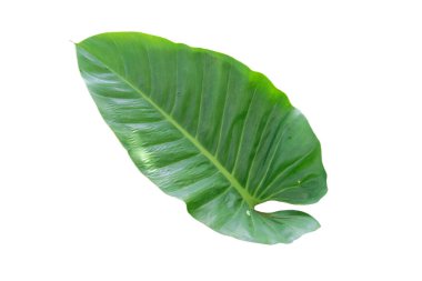 Alocasia odora yaprağı, kırpma yolu ile beyaz arkaplanda izole