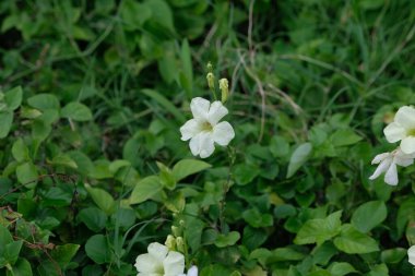 Asystasia gangetica is a species of plant in the family Acanthaceae. It is commonly known as the Chinese violet, coromandel or creeping foxglove clipart