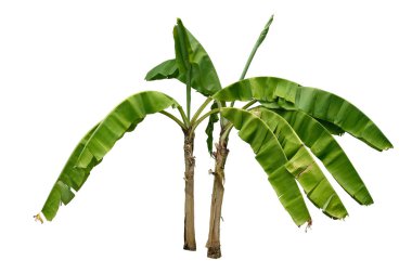 Muz ağacı kırpma yolları olan beyaz bir arkaplanda izole edilmiş