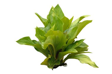 Anthurium jenmanii Bitkisi Kırpma Yolu ile Beyaz Arkaplanda izole edildi