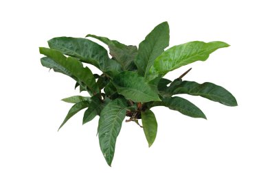 Beyaz arka planda izole edilmiş Anthurium 'Rönesans' bitkisi. kırpma yolu ile