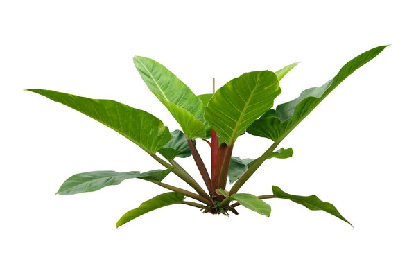 Philodendron (Philodendron sp. Ruaysap ) isolated on white background,with clipping path, Heart-shaped leaves, Philodendron is one of the well-loved decorative and home plants.
