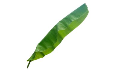 Muz Yaprak üzerinde izole beyaz arka plan, dosyada, kırpma yolu.