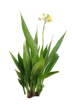 Sarı orkide yer çiçeği. (Bilimsel adı Spatthoglottis plicata Blume), tropikal çiçekler beyaz arka planda izole edilmiş, kırpma yolu ile