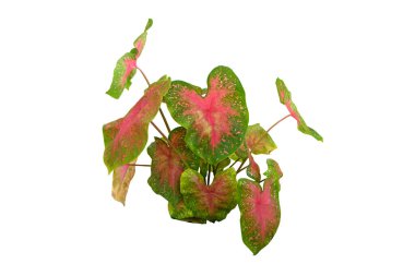 Kırmızıya ve yeşile boyanmış kaladyum tarımı (Caladium bicolor) beyaz arkaplanda kırpma yolu ile izole edilmiş.