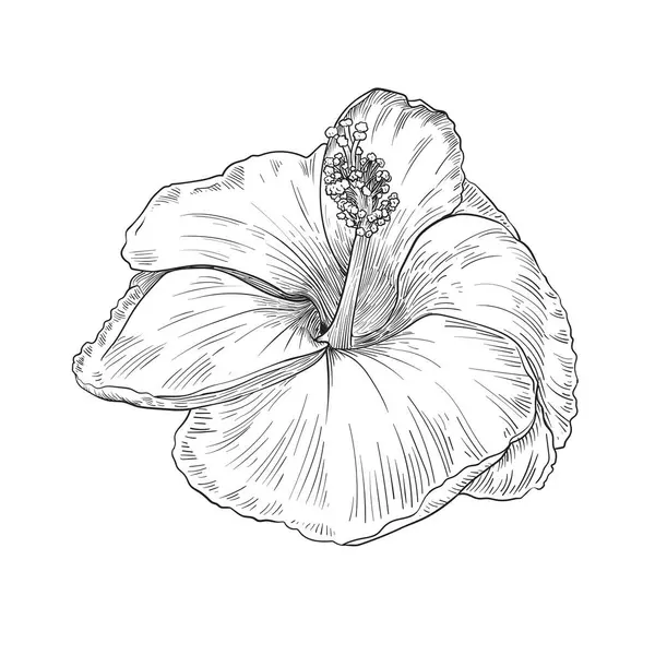 Vektorhibiskus Florale Tropische Blumen Schwarz Weiß Gestochene Tuschekunst Isoliertes Hibiskus — Stockvektor