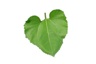  Büyük yeşil ayçiçeği yaprağı, kırpma yolu ile beyaz zemin üzerinde izole.