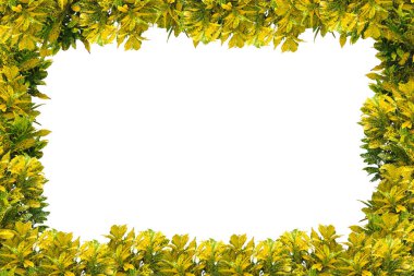 Bush yaprakları yaprak çerçeve, doğa arkaplan, tropikal yaprak, düz döşeme, kopyalama alanı ile üst görünüm