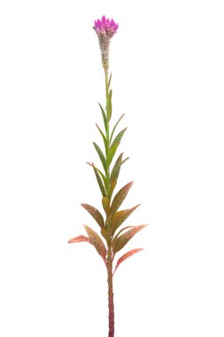 Güzel pembe horoz tarağı çiçekleri, pembe çiçekler, beyaz arka planda izole edilmiş, kırpma yolu ile.