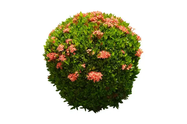 Ixora Coccinea Red Flowers Plant Shrub Isolated White Background Objects — ストック写真
